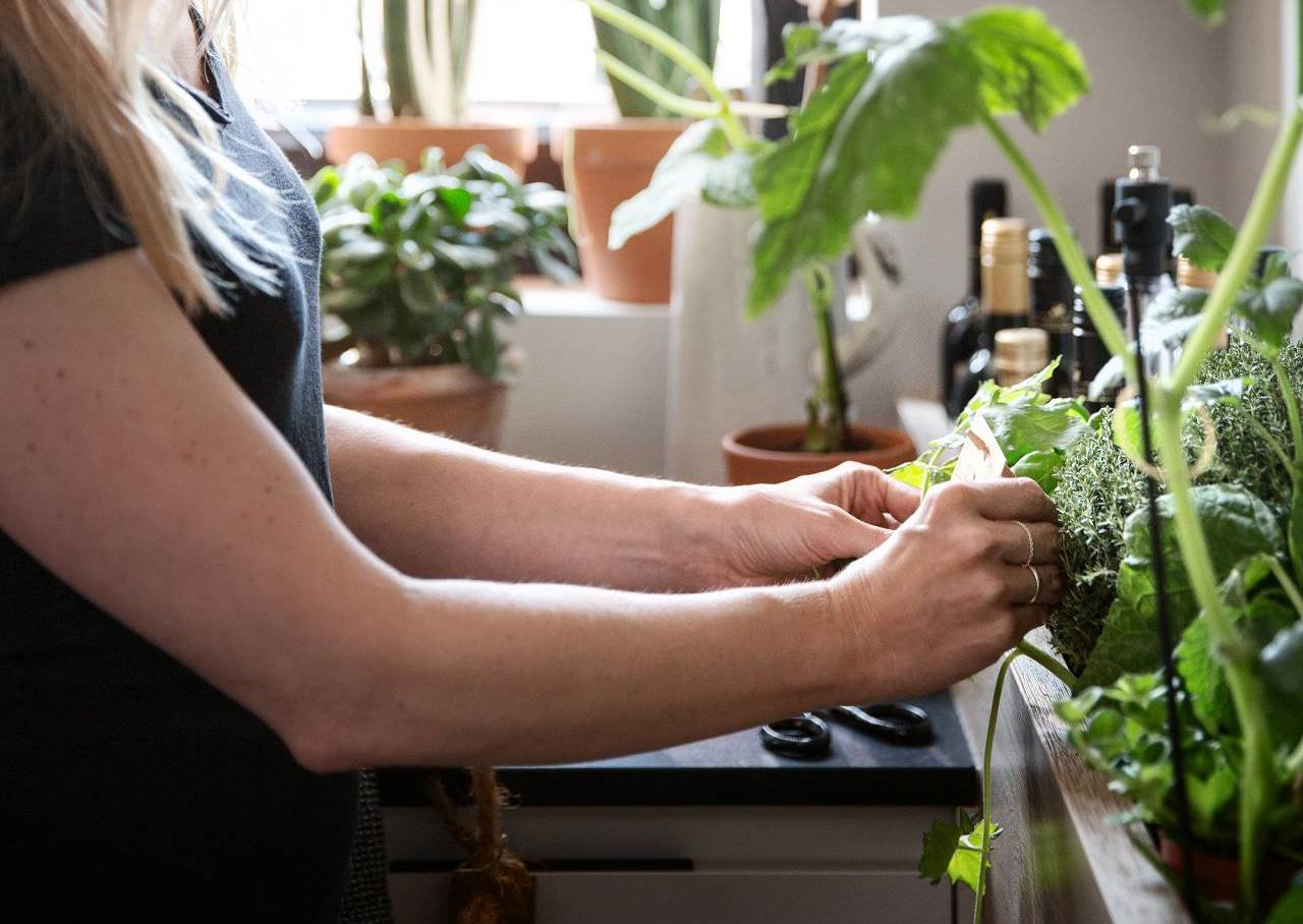 Woman picking fresh herbs from garden in SieMatic kitchen