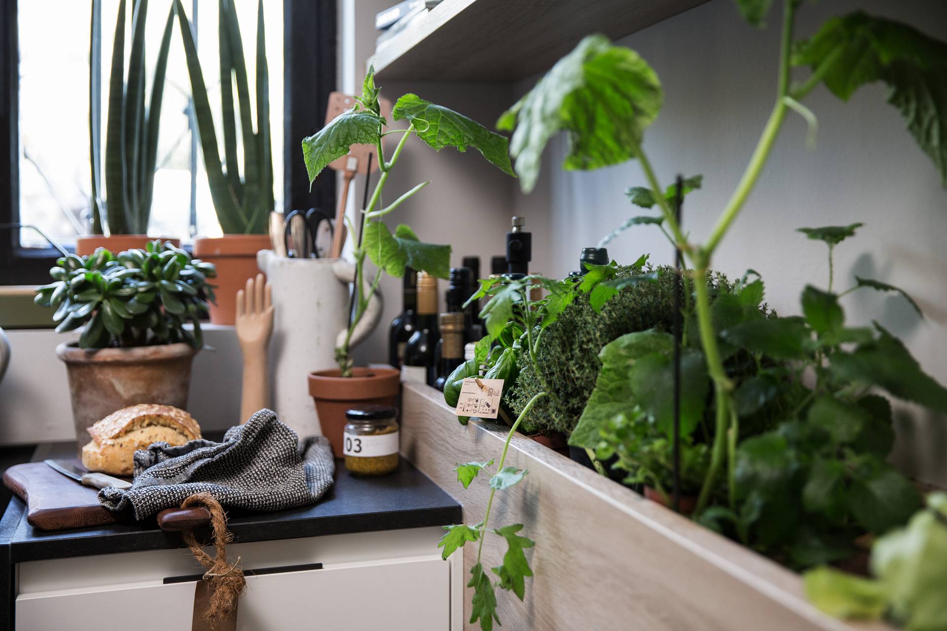 SieMatic Urban S2 SE herb garden grows fresh herbs in the kitchen