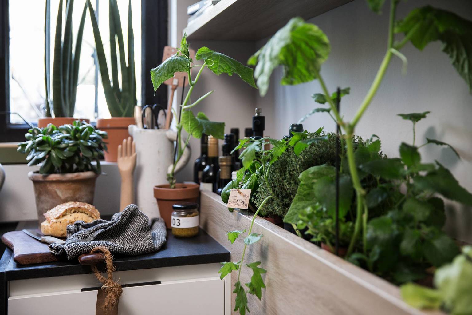 SieMatic Urban S2 SE herb garden grows fresh herbs in the kitchen